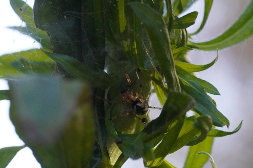 Hammock spider photo 3