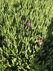 Carpobrotus aequilaterus