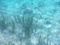 Hydrocharitaceae