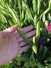 Carpobrotus aequilaterus