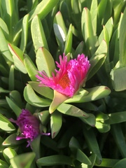 Carpobrotus aequilaterus