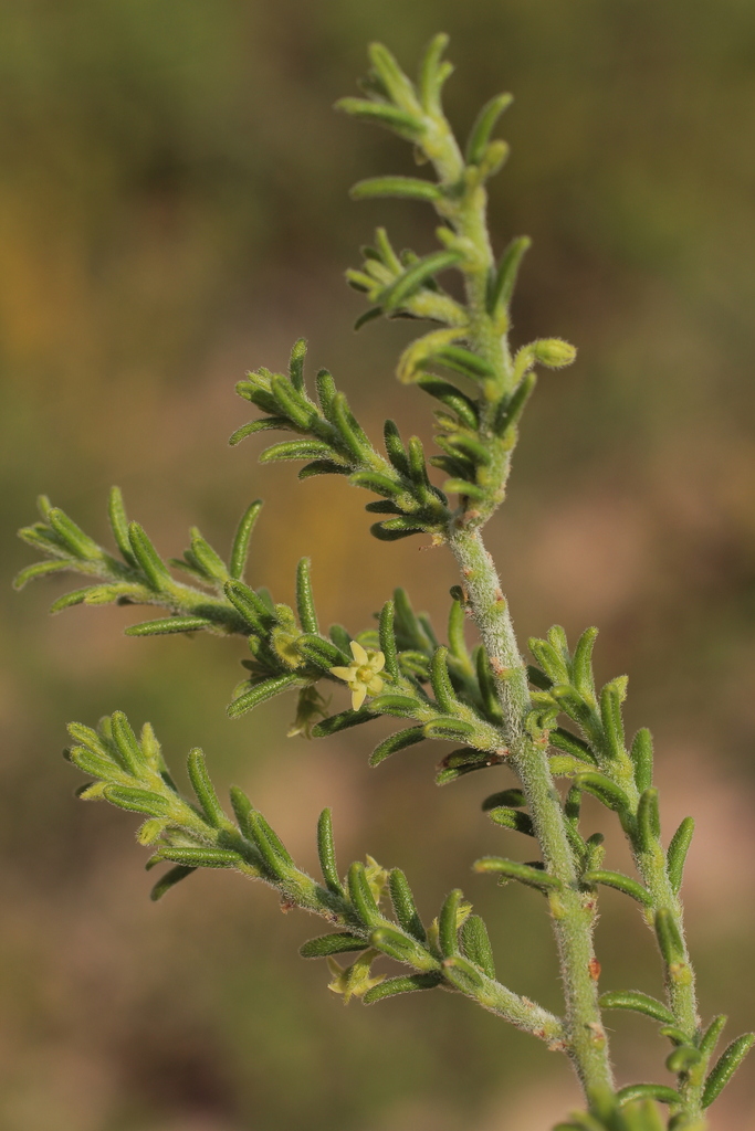 Minaria praetermissa