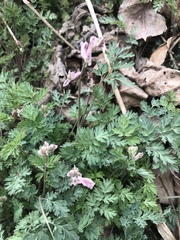 Corydalis edulis