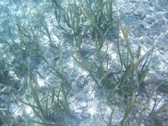 Hydrocharitaceae