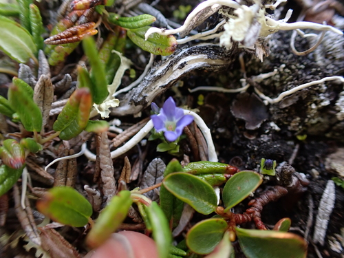 Image of Gentiana prostrata by (c) Aiva Noringseth, some rights reserved (CC BY)