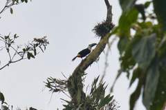 Ramphastos vitellinus