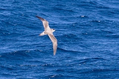 Pterodroma externa
