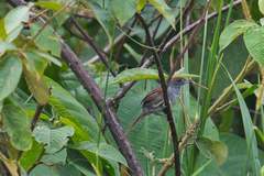 Synallaxis albigularis