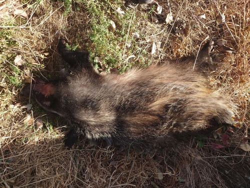 European Badger