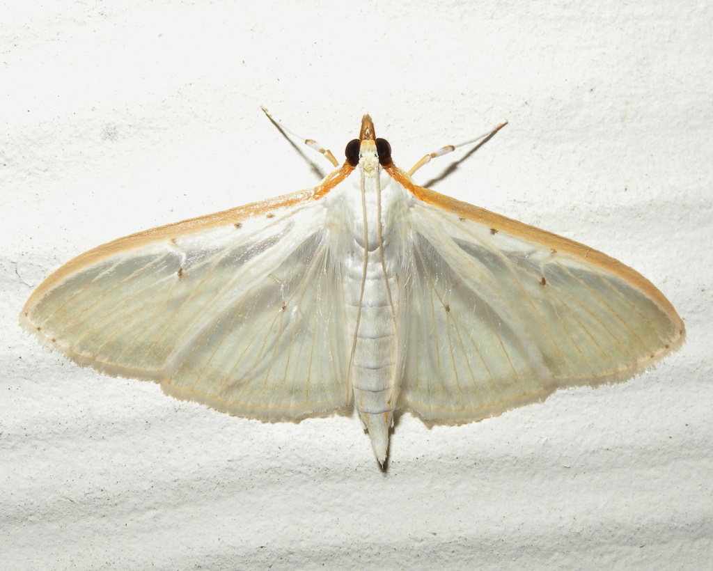 Four-spotted Palpita Moth from Long Island, Southold, NY, US on August ...