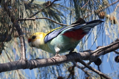 Platycercus eximius x adscitus