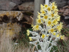 Oxypogon stuebelii