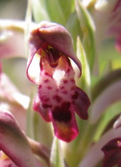 Anacamptis coriophora fragrans