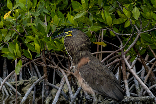 Bare-throated Tiger-Heron