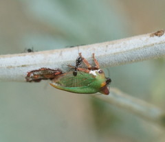 Sextius virescens