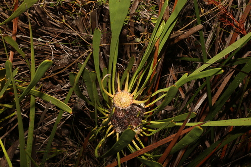 Image of Isopogon polycephalus by (c) Greg Tasney, some rights reserved (CC BY-SA)