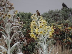Oxypogon stuebelii