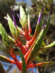 Tillandsia calothyrsus