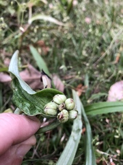 Tradescantia ernestiana