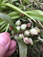 Tradescantia ernestiana