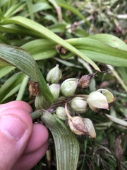 Tradescantia ernestiana