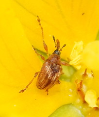 Austronanodes nigrovarius