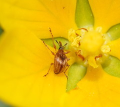 Austronanodes nigrovarius