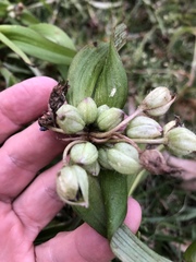 Tradescantia ernestiana