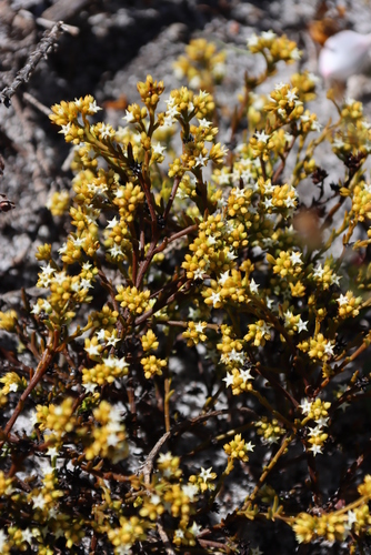 Image of Thesium acuminatum by (c) Tony Rebelo, some rights reserved (CC BY-SA)