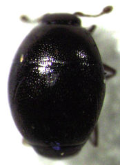 Acritus nigricornis