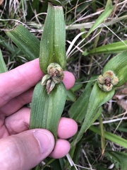 Tradescantia ernestiana