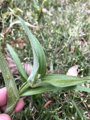 Tradescantia ernestiana