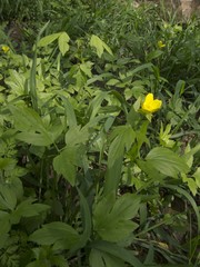 Ranunculus hispidus