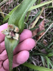 Tradescantia ernestiana