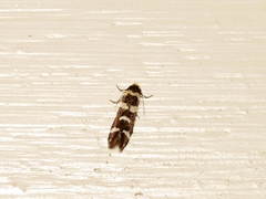 Lepidoscia confluens