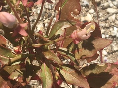 Chylismia