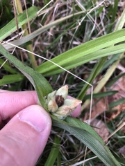 Tradescantia ernestiana