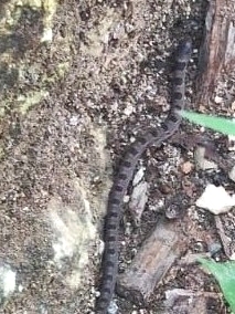 Blotched Hooknose Snake