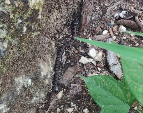 Blotched Hooknose Snake