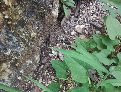 Blotched Hooknose Snake