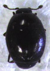 Acritus nigricornis