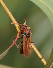 Polistes erythrinus