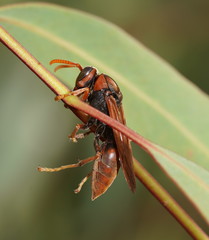 Polistes erythrinus
