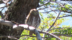Glaucidium nana