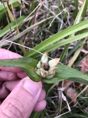 Tradescantia ernestiana