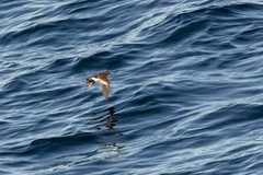 Oceanites pincoyae
