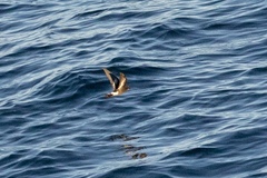 Oceanites pincoyae