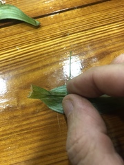 Tradescantia ernestiana