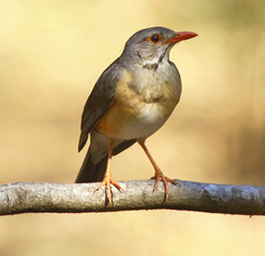 Turdus libonyana