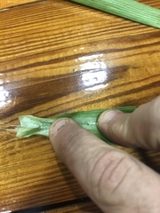 Tradescantia ernestiana